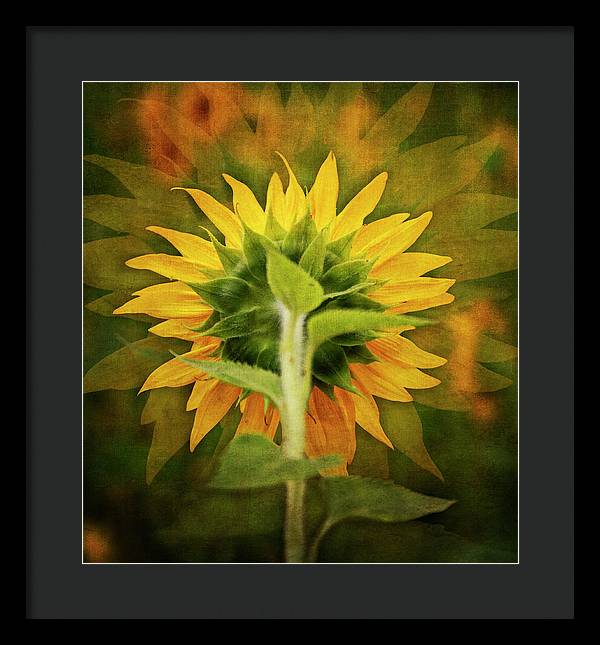 Textured Sunflower Back - Framed Print