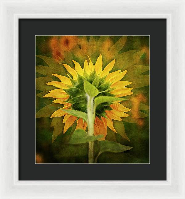 Textured Sunflower Back - Framed Print