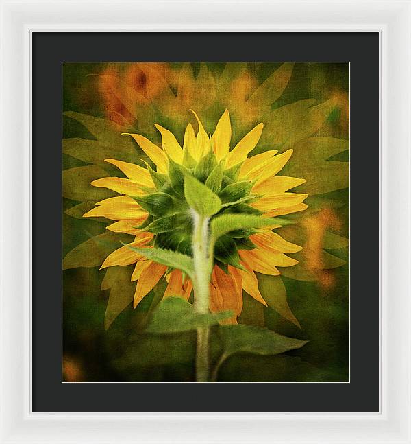 Textured Sunflower Back - Framed Print