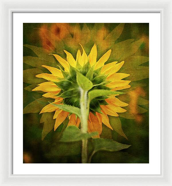 Textured Sunflower Back - Framed Print