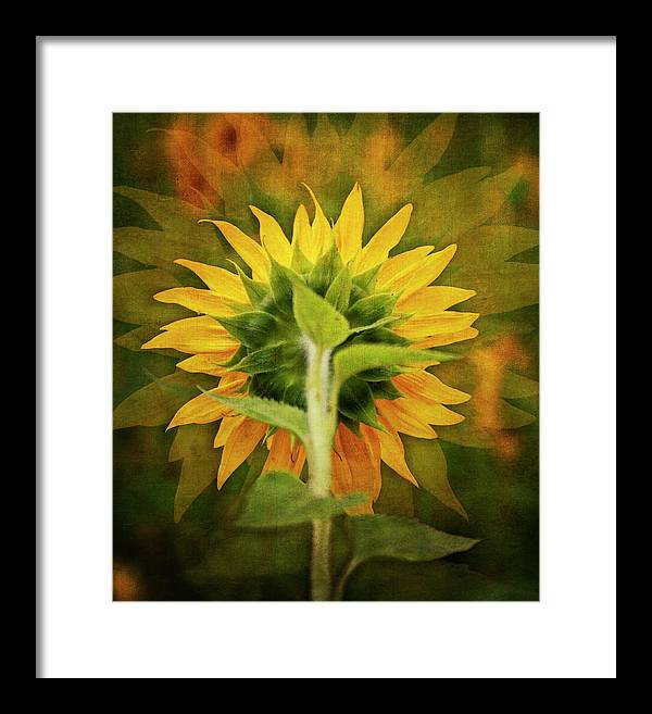 Textured Sunflower Back - Framed Print