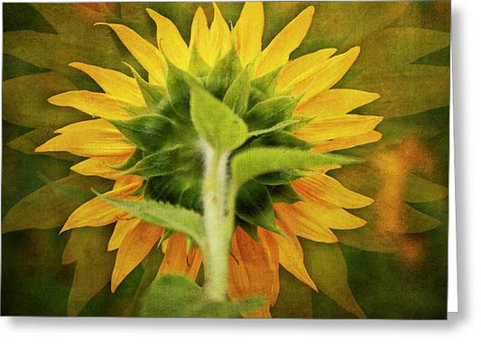 Textured Sunflower Back - Greeting Card