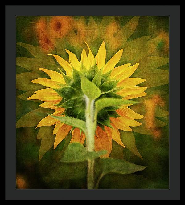 Textured Sunflower Back - Framed Print