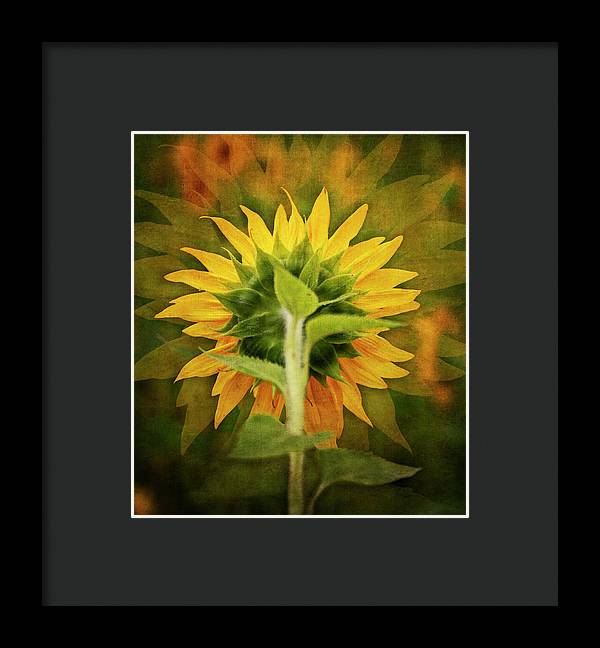 Textured Sunflower Back - Framed Print