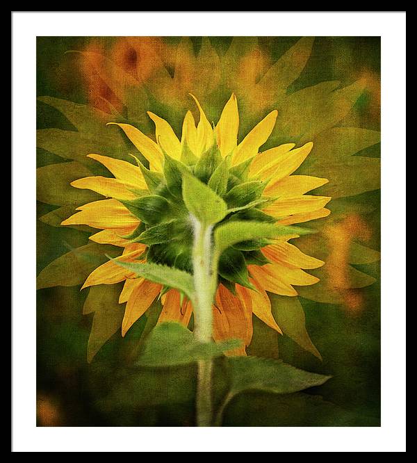 Textured Sunflower Back - Framed Print