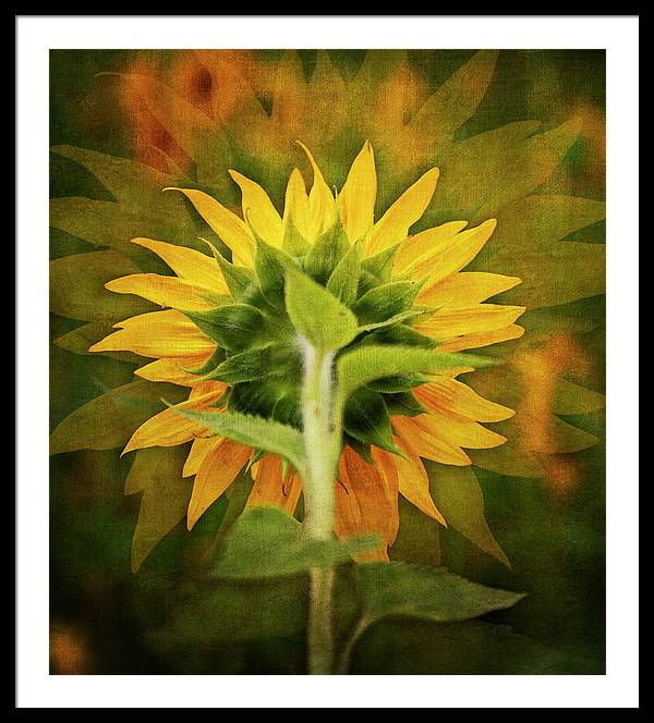 Textured Sunflower Back - Framed Print