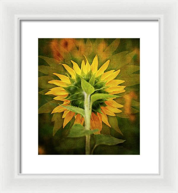 Textured Sunflower Back - Framed Print