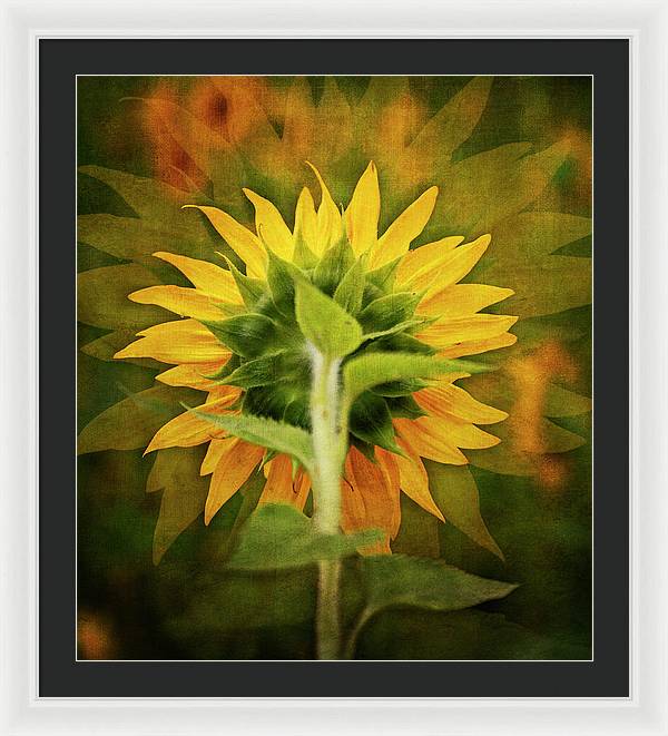 Textured Sunflower Back - Framed Print