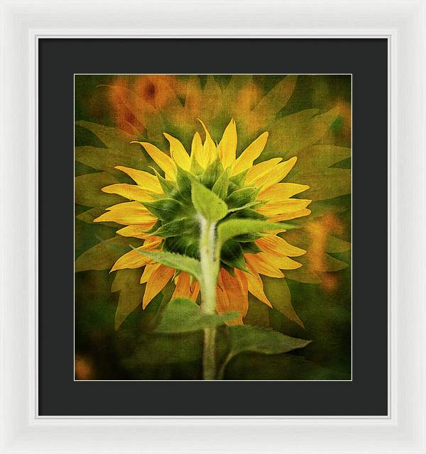 Textured Sunflower Back - Framed Print