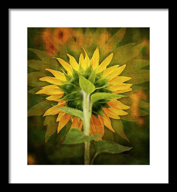 Textured Sunflower Back - Framed Print