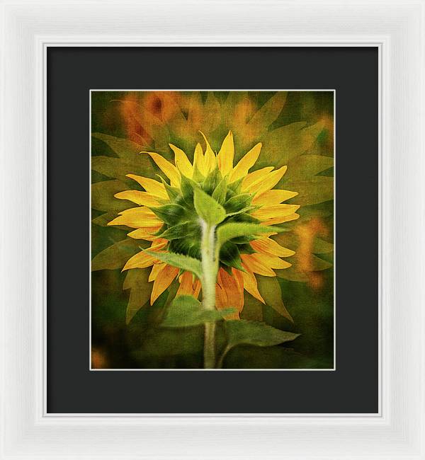 Textured Sunflower Back - Framed Print