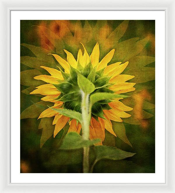 Textured Sunflower Back - Framed Print