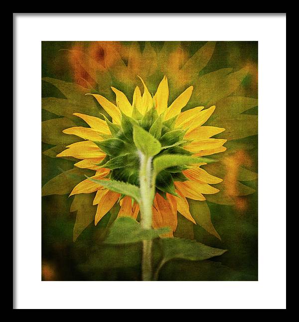 Textured Sunflower Back - Framed Print