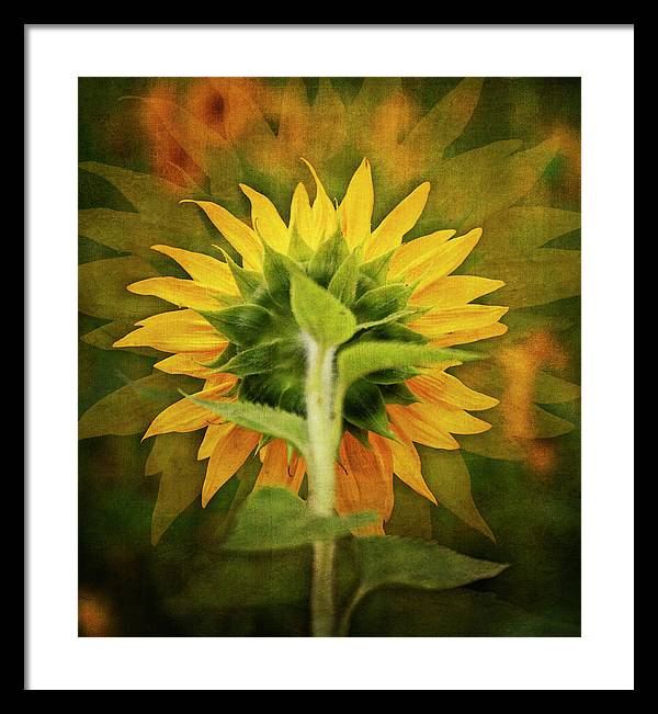 Textured Sunflower Back - Framed Print