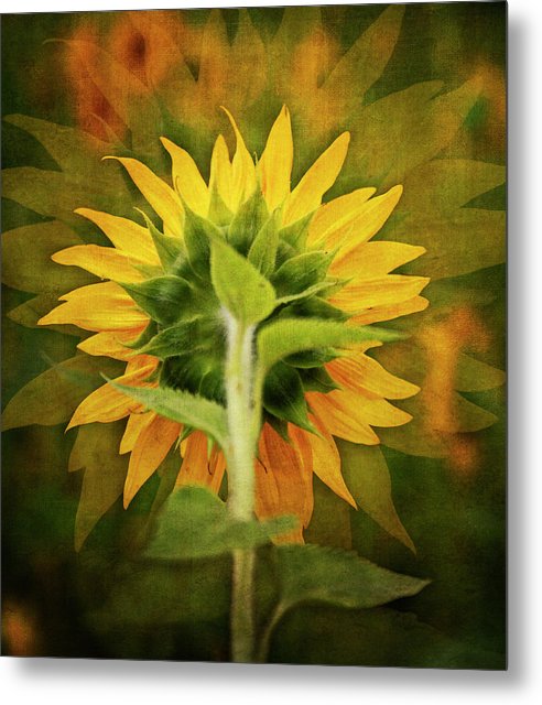 Textured Sunflower Back - Metal Print