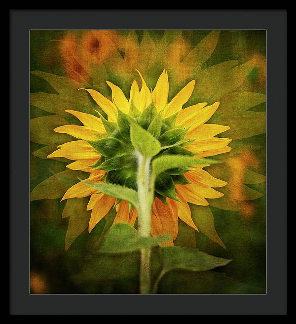 Textured Sunflower Back - Framed Print