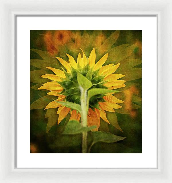 Textured Sunflower Back - Framed Print