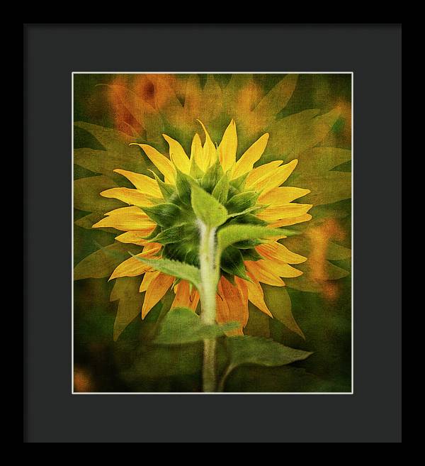 Textured Sunflower Back - Framed Print