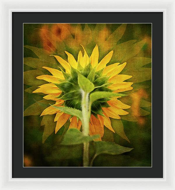 Textured Sunflower Back - Framed Print