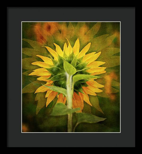 Textured Sunflower Back - Framed Print