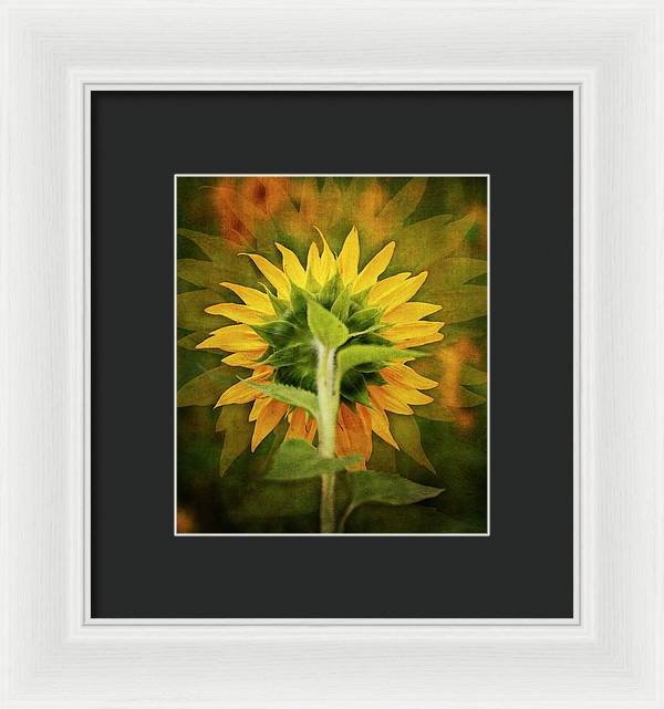 Textured Sunflower Back - Framed Print