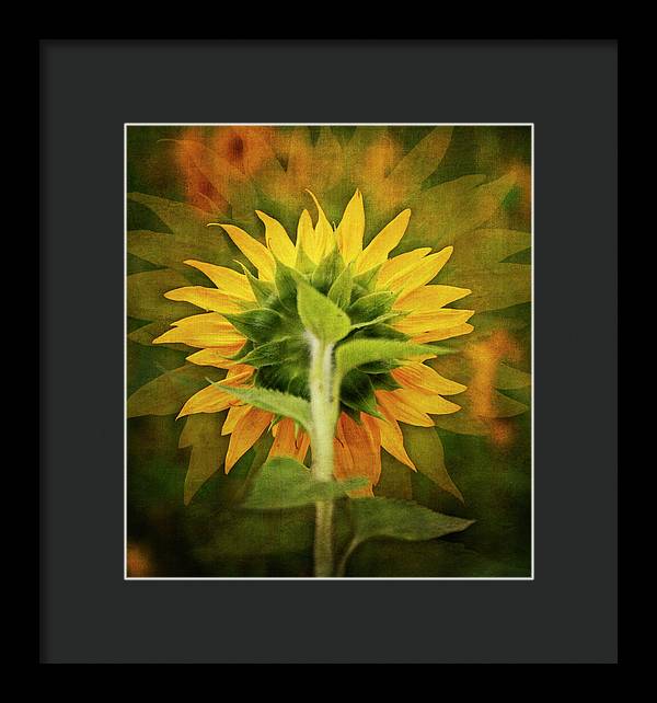 Textured Sunflower Back - Framed Print