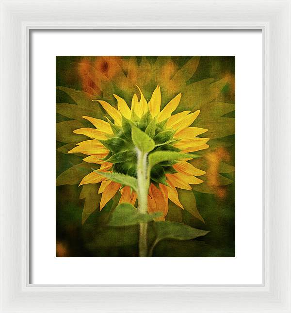 Textured Sunflower Back - Framed Print