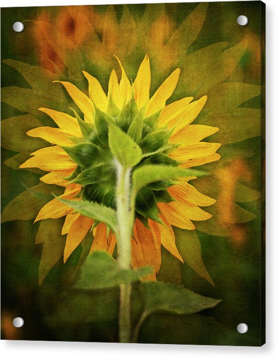 Textured Sunflower Back - Acrylic Print