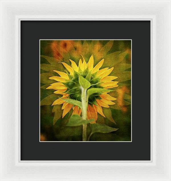 Textured Sunflower Back - Framed Print