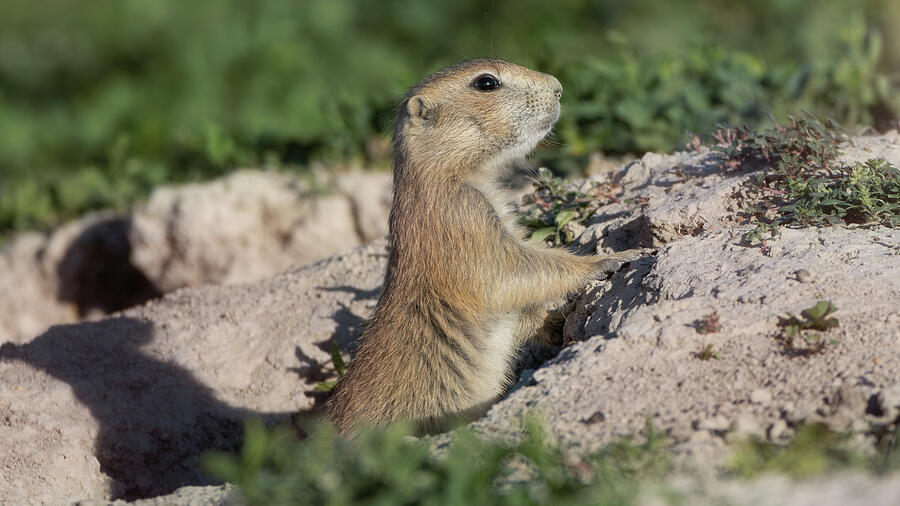 Curious prairie dog standing at its burrow in South Dakota by Dan Sproul