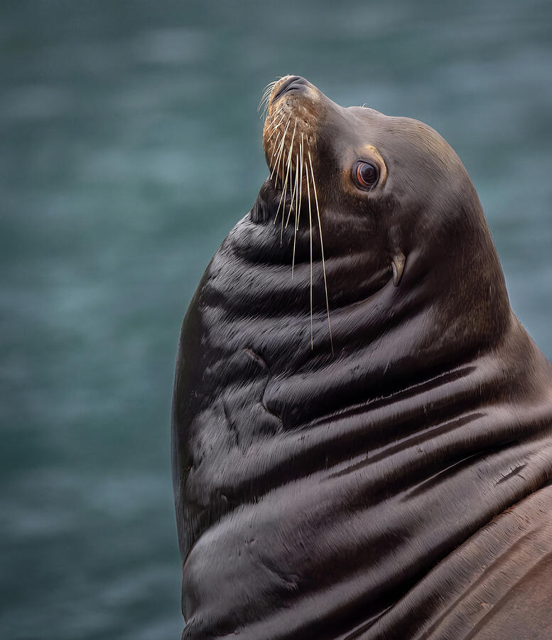 Curious sea lion portrait photographed near Ucluelet Harbour on Vancouver Island