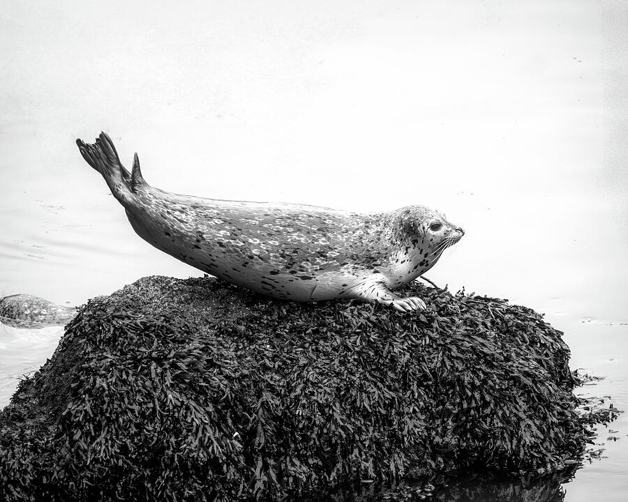 Harbor seal at Depoe Bay