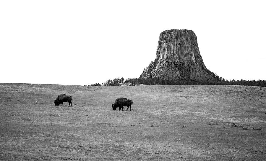 Devils Tower Bison black and white fine art photography by Dan Sproul