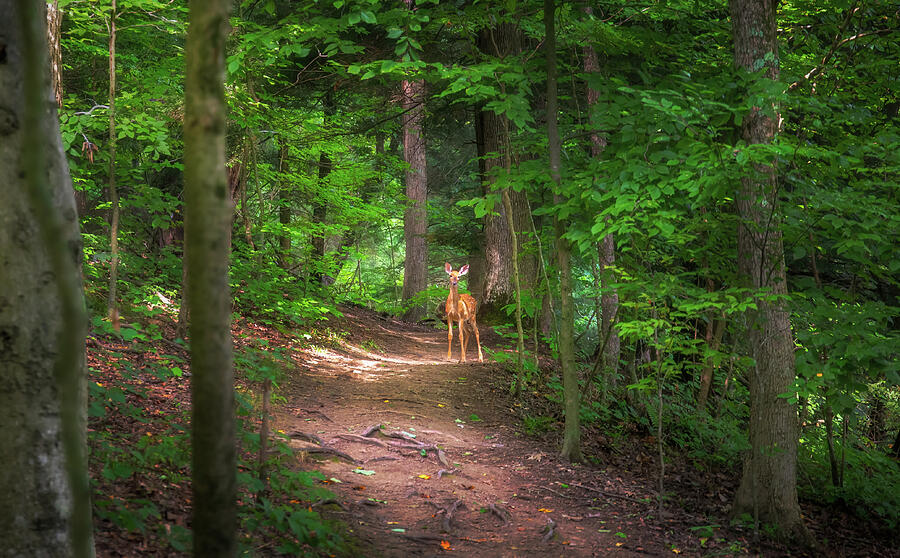 Fawn along a forest trail at Mohican State Park Ohio