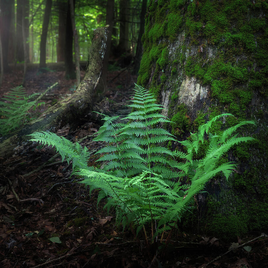 Fern and moss on the forest floor at Mohican State Park Ohio