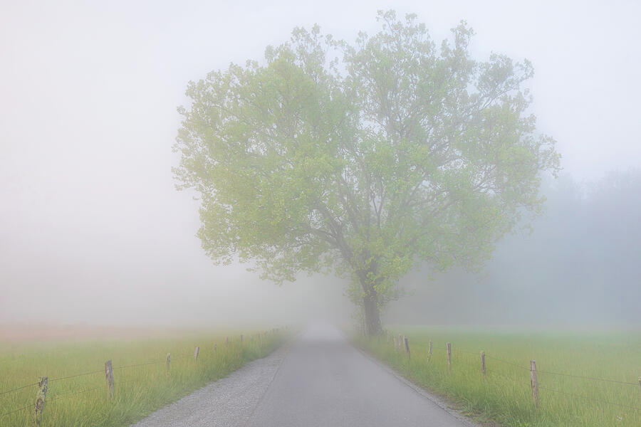 Foggy Hyatt Lane fine art photography by Dan Sproul for interior design projects