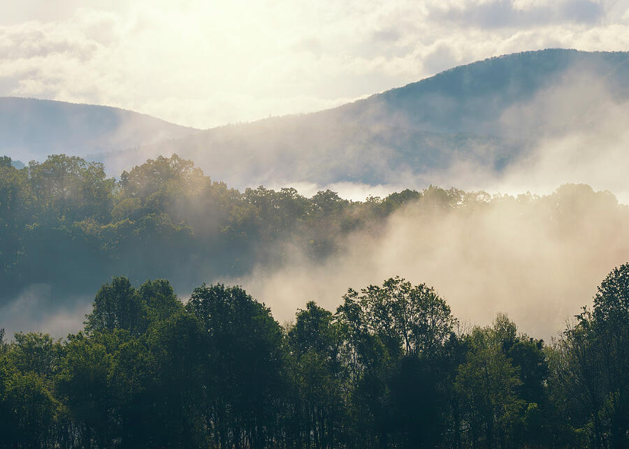 Foggy morning forest in Cades Cove Smoky Mountains photography print by Dan Sproul