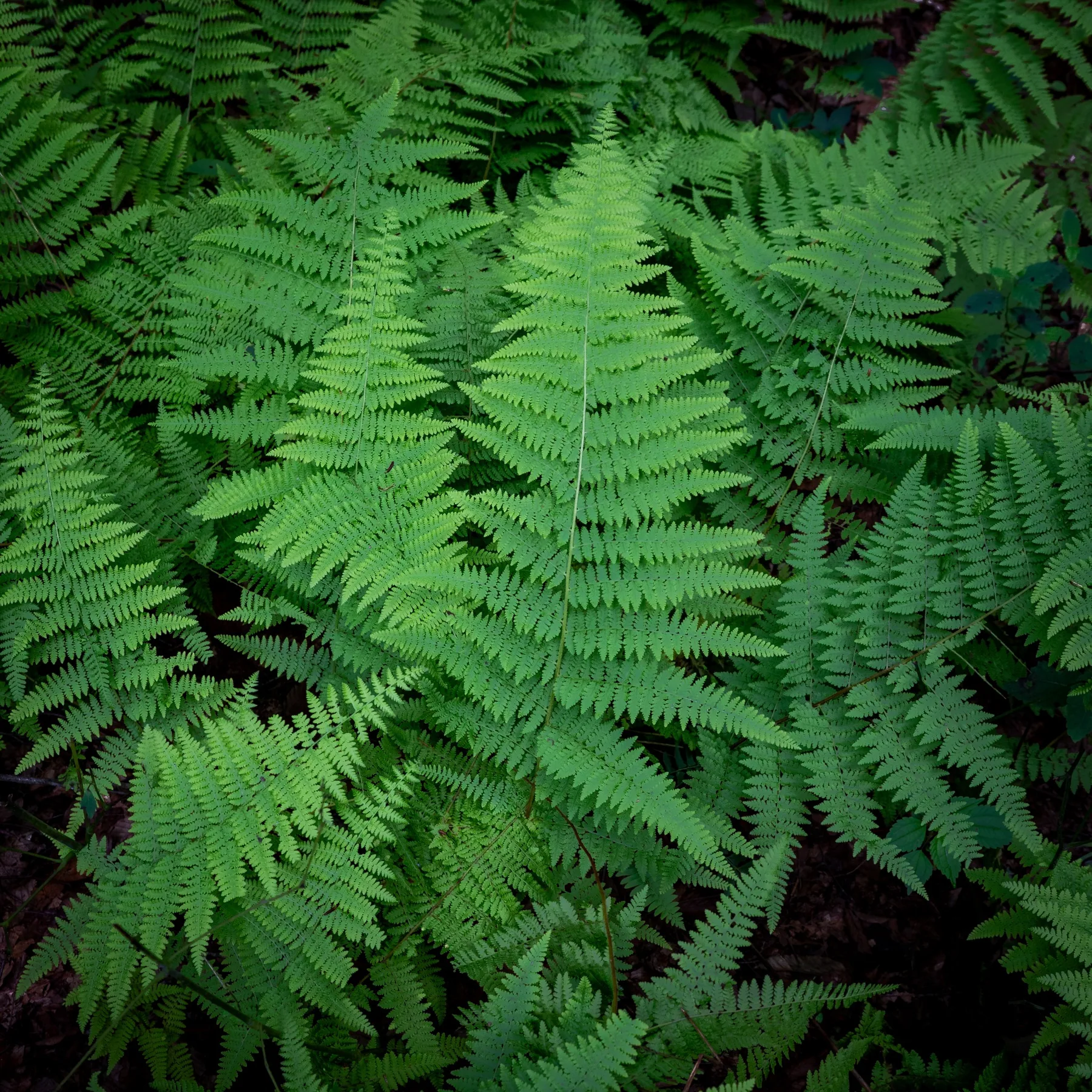 Green fern fronds illuminated in a quiet forest by Dan Sproul