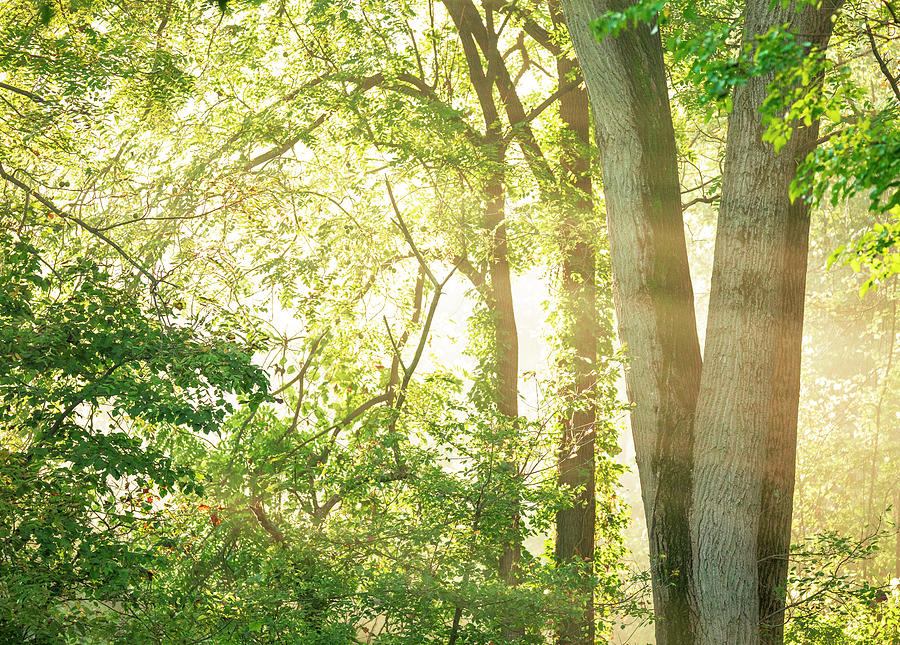 Forest Light woodland photography print by Dan Sproul