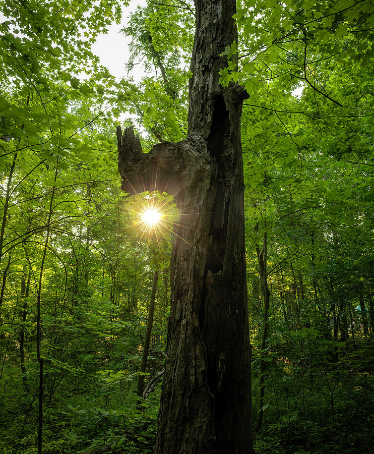 Framed Forest Light Lima Ohio photography print by Dan Sproul