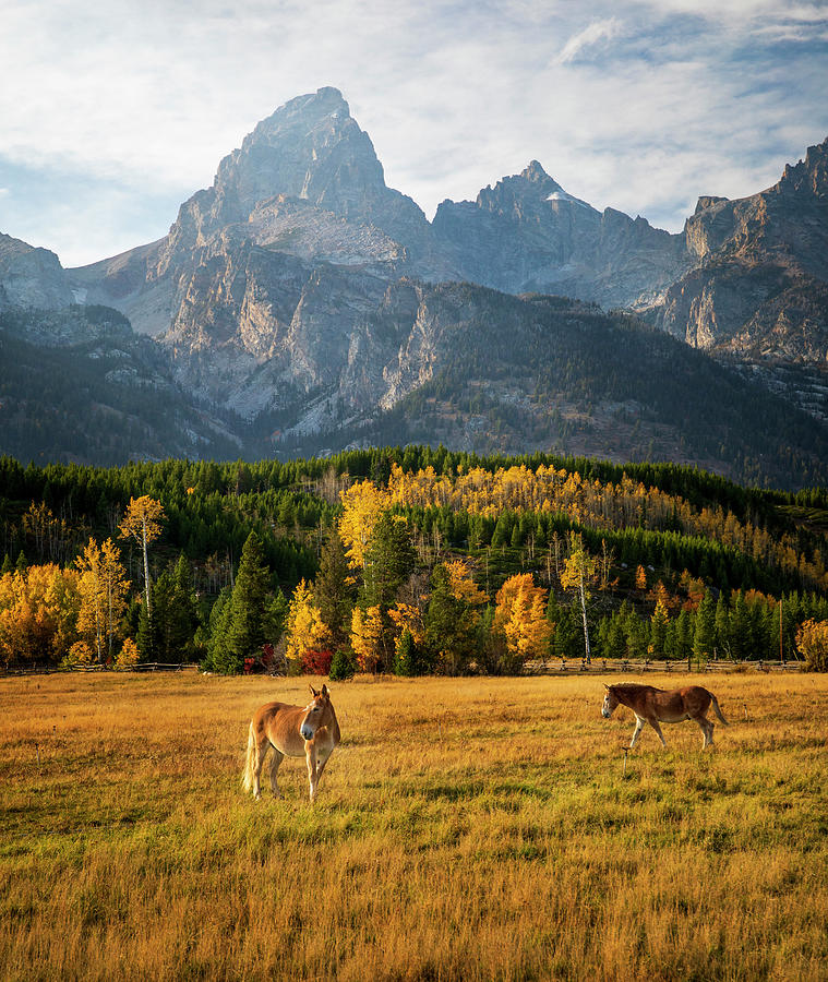Grand Teton autumn mountain photography for rustic modern interiors by Dan Sproul