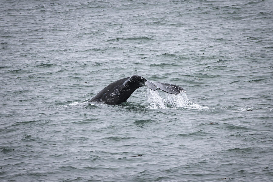Gray whale fluke rising from the water near Depoe Bay Oregon