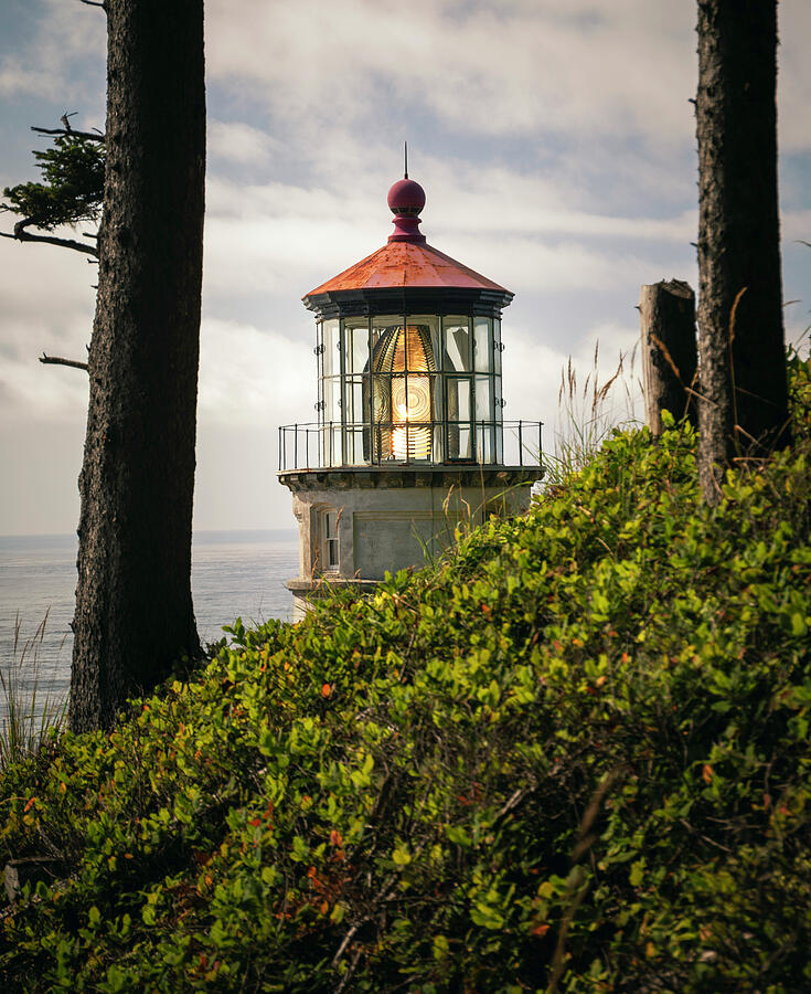 Heceta Head Lighthouse framed by coastal trees