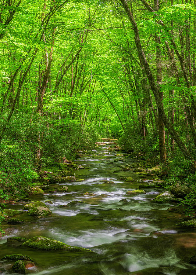 Kephart Prong Smoky Mountains stream print by Dan Sproul