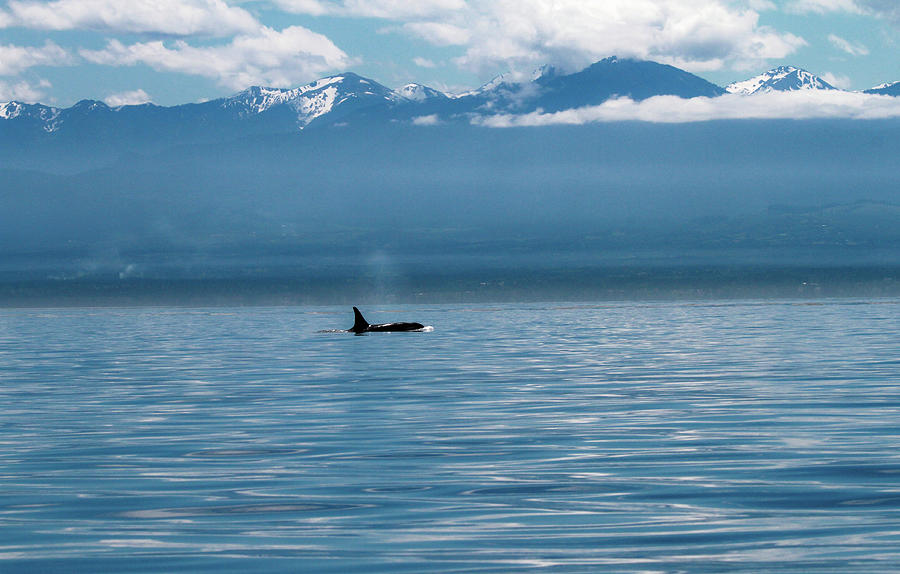 Lone orca in Puget Sound coastal wildlife photography print by Dan Sproul