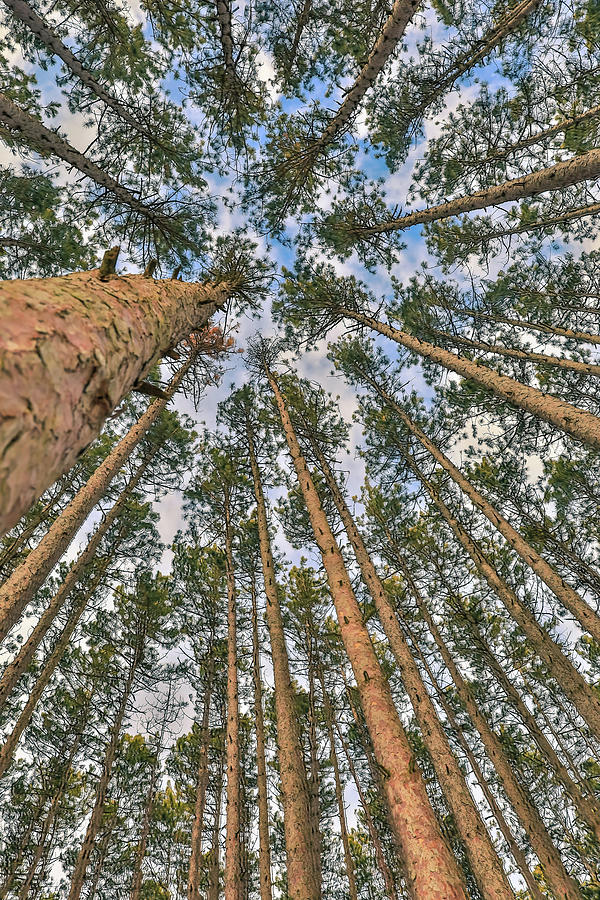Looking Up Through Pines forest photography print by Dan Sproul