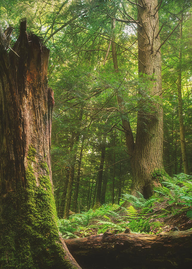Mature forest and ferns at Mohican State Park Ohio