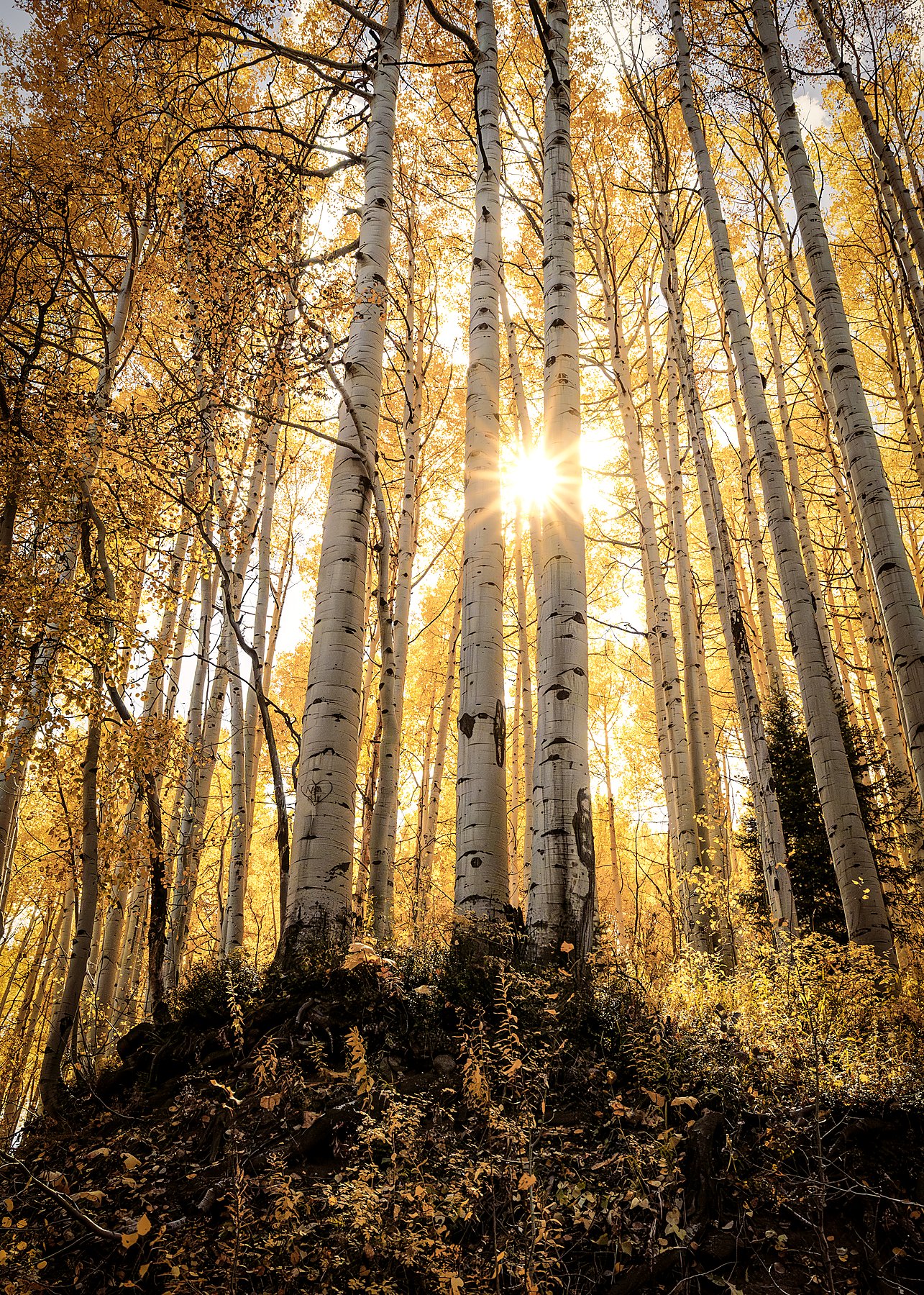 Sunlit aspen grove Colorado autumn photography print by Dan Sproul