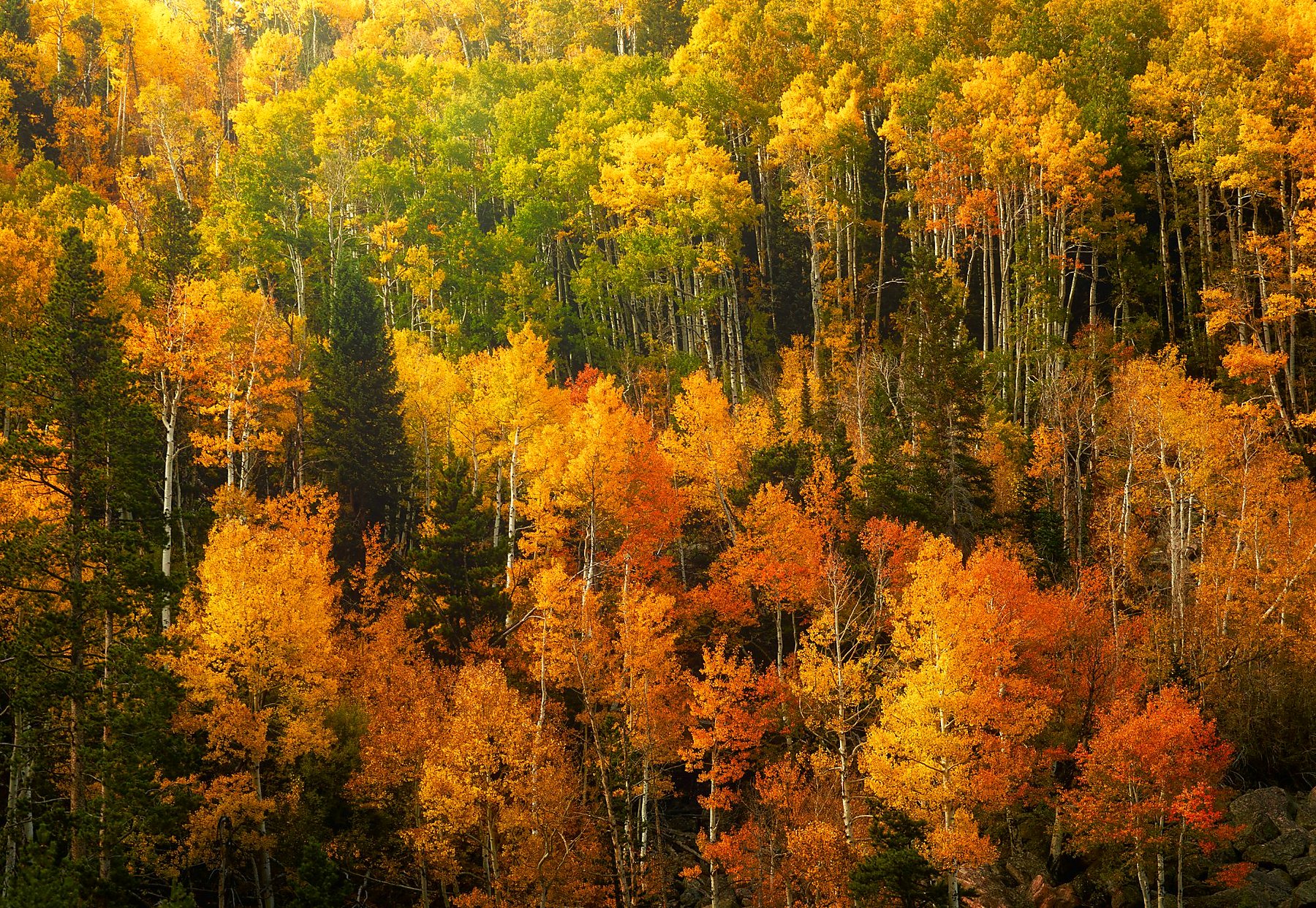 Colorado autumn aspen forest fall color photography print by Dan Sproul