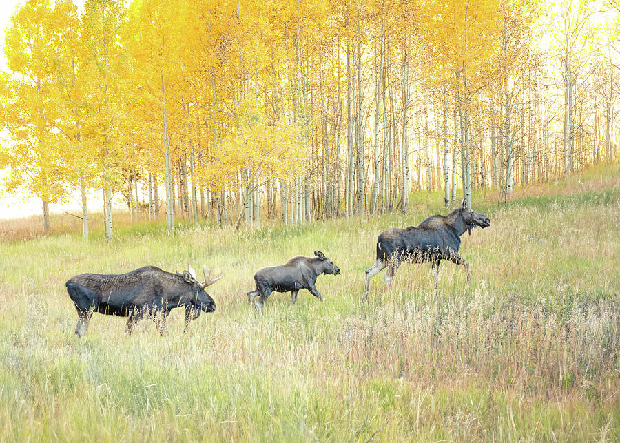 Moose family walking through autumn aspens in Colorado by Dan Sproul